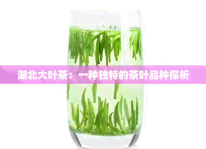 湖北大叶茶：一种独特的茶叶品种探析