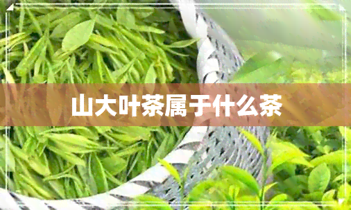 山大叶茶属于什么茶