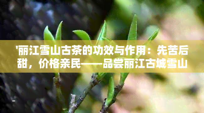 '丽江雪山古茶的功效与作用：先苦后甜，价格亲民——品尝丽江古城雪山茶'