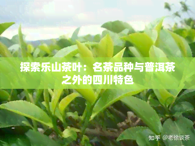 探索乐山茶叶：名茶品种与普洱茶之外的四川特色