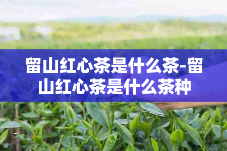 留山红心茶是什么茶-留山红心茶是什么茶种