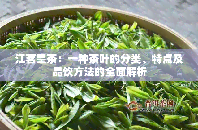 江茗皇茶：一种茶叶的分类、特点及品饮方法的全面解析