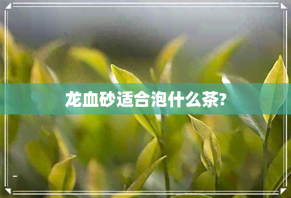 龙血砂适合泡什么茶?