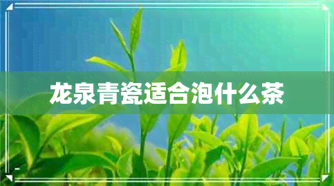 龙泉青瓷适合泡什么茶