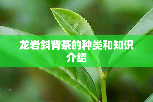 龙岩斜背茶的种类和知识介绍