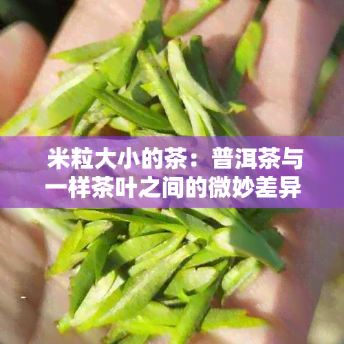  米粒大小的茶：普洱茶与一样茶叶之间的微妙差异