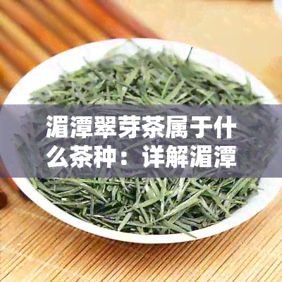 湄潭翠芽茶属于什么茶种：详解湄潭翠芽的种植及茶种特点