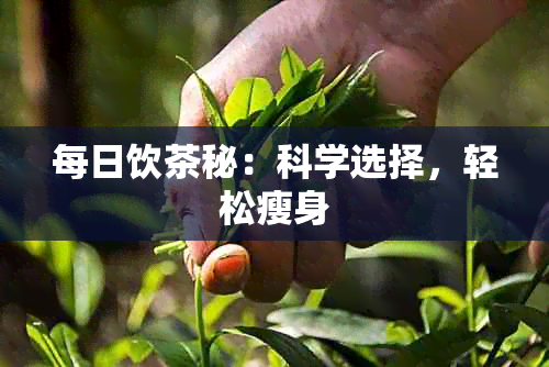 每日饮茶秘：科学选择，轻松瘦身