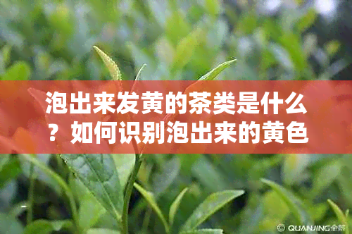 泡出来发黄的茶类是什么？如何识别泡出来的黄色茶叶及其品质？