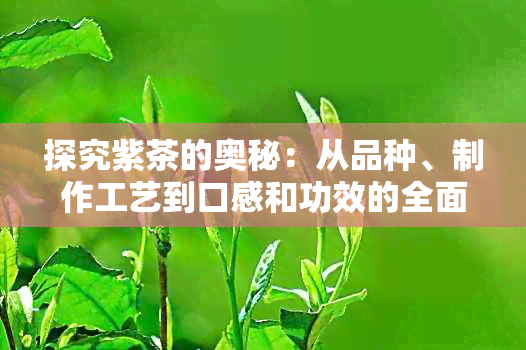 探究紫茶的奥秘：从品种、制作工艺到口感和功效的全面解析