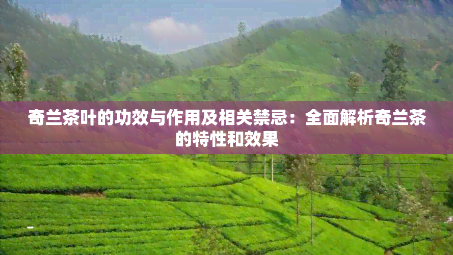 奇兰茶叶的功效与作用及相关禁忌：全面解析奇兰茶的特性和效果