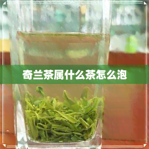 奇兰茶属什么茶怎么泡