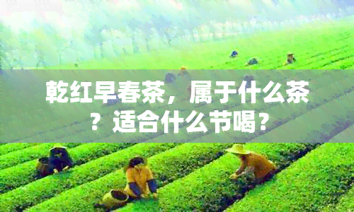 乾红早春茶，属于什么茶？适合什么节喝？