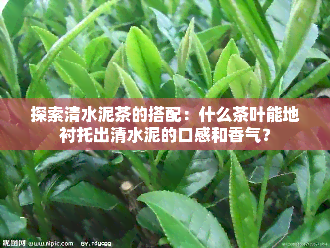 探索清水泥茶的搭配：什么茶叶能地衬托出清水泥的口感和香气？