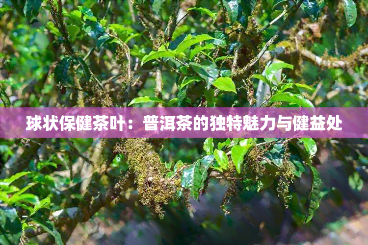 球状保健茶叶：普洱茶的独特魅力与健益处