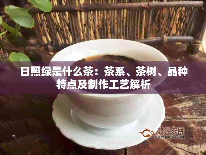 日照绿是什么茶：茶系、茶树、品种特点及制作工艺解析