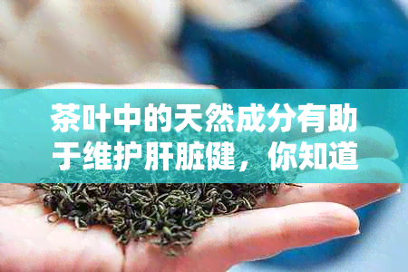 茶叶中的天然成分有助于维护肝脏健，你知道哪些茶可促进排和护肝吗？