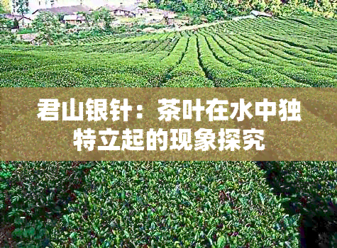 君山银针：茶叶在水中独特立起的现象探究