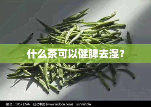 什么茶可以健脾去湿？