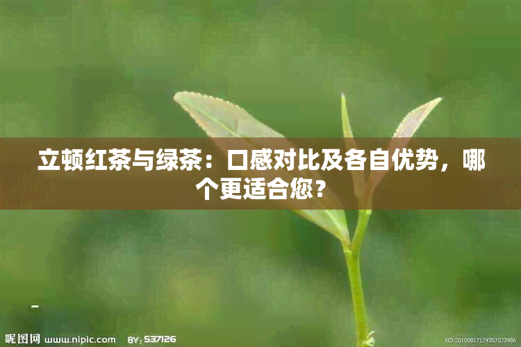 立顿红茶与绿茶：口感对比及各自优势，哪个更适合您？