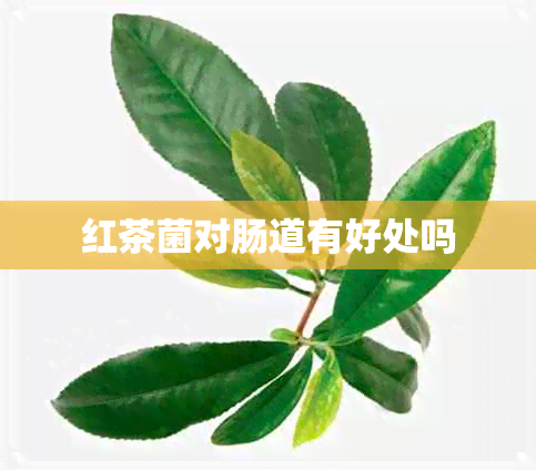 红茶菌对肠道有好处吗