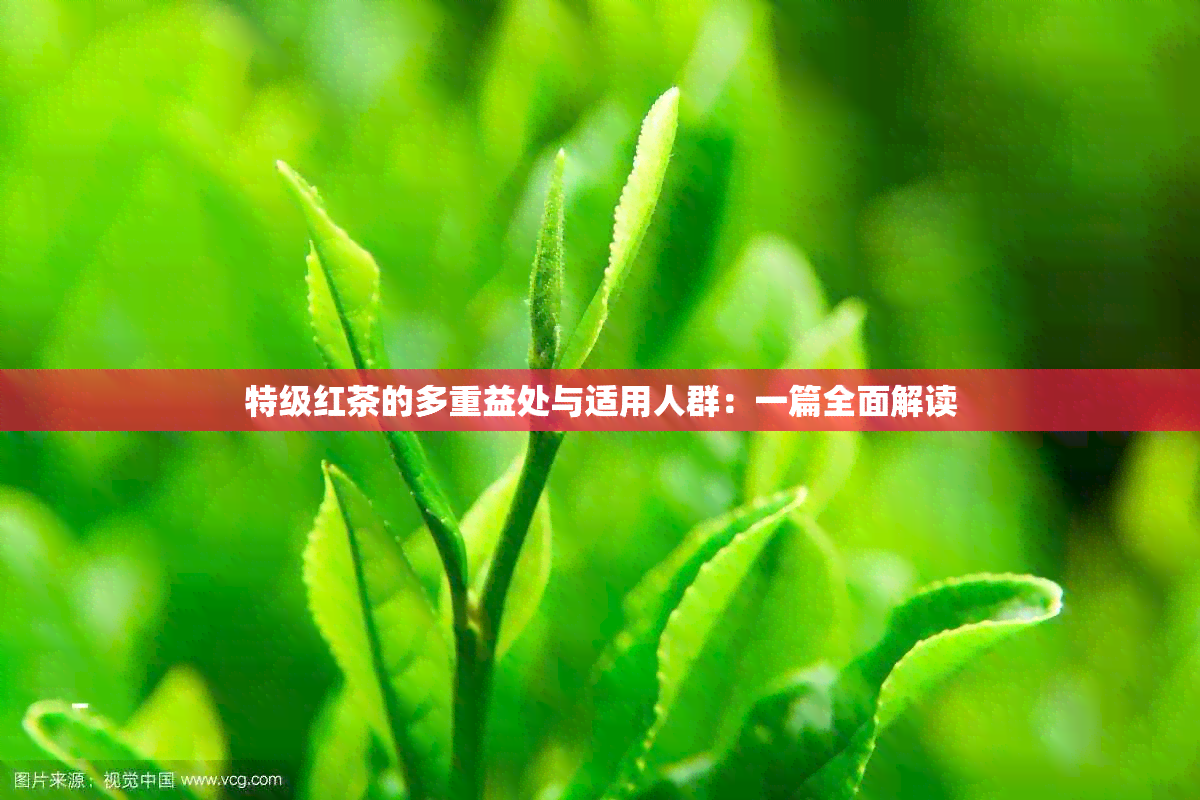 特级红茶的多重益处与适用人群：一篇全面解读