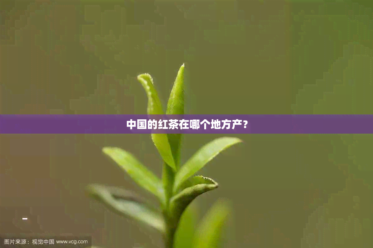 中国的红茶在哪个地方产？