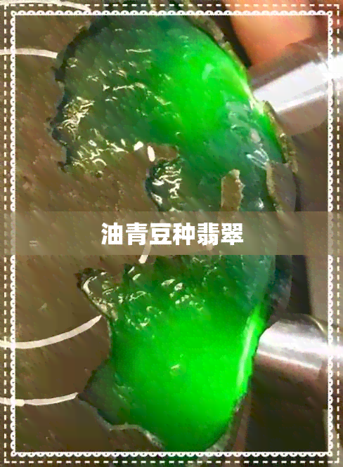 油青豆种翡翠