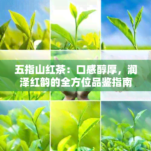 五指山红茶：口感醇厚，润泽红韵的全方位品鉴指南