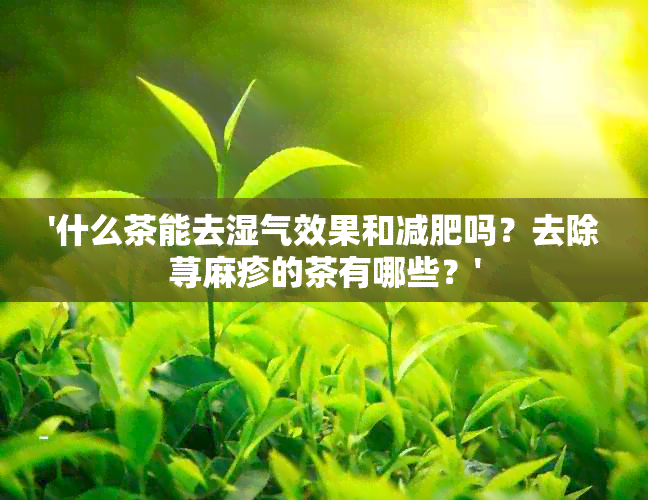 '什么茶能去湿气效果和减肥吗？去除荨麻疹的茶有哪些？'