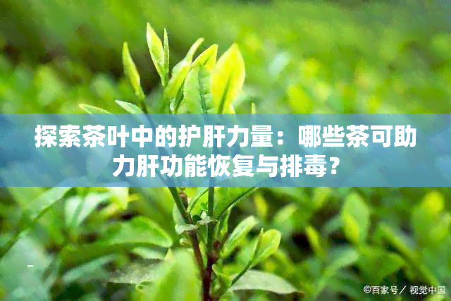 探索茶叶中的护肝力量：哪些茶可助力肝功能恢复与排？