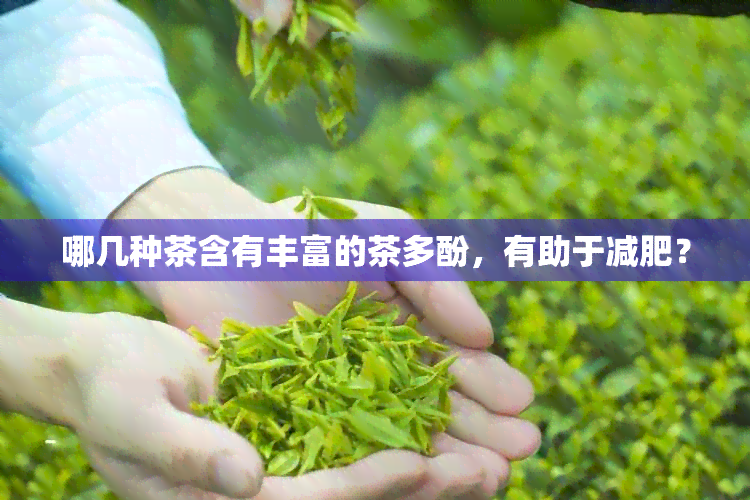 哪几种茶含有丰富的茶多酚，有助于减肥？