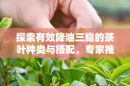 探索有效降油三脂的茶叶种类与搭配，专家推荐的健生活方式