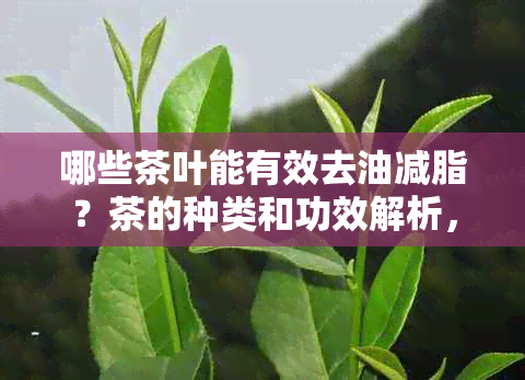 哪些茶叶能有效去油减脂？茶的种类和功效解析，助你轻松打造健体态