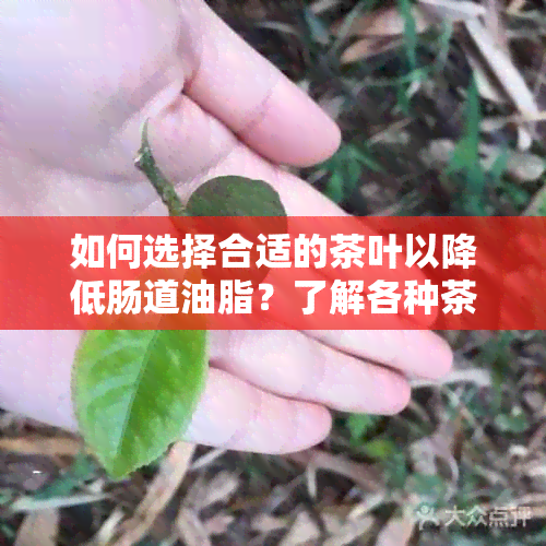 如何选择合适的茶叶以降低肠道油脂？了解各种茶的功效与适用场景