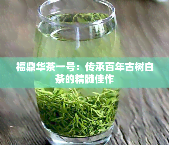 福鼎华茶一号：传承百年古树白茶的精髓佳作