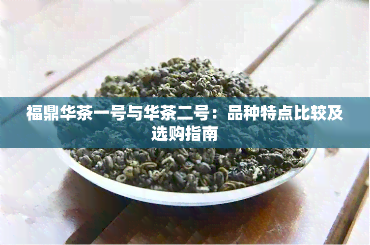 福鼎华茶一号与华茶二号：品种特点比较及选购指南