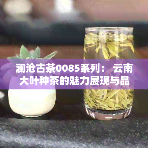 澜沧古茶0085系列： 云南大叶种茶的魅力展现与品鉴指南