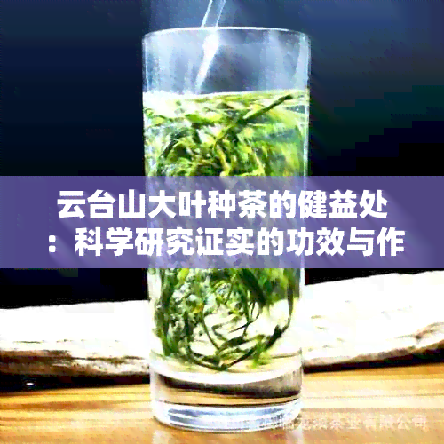 云台山大叶种茶的健益处：科学研究证实的功效与作用