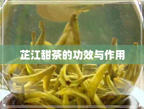 芷江甜茶的功效与作用