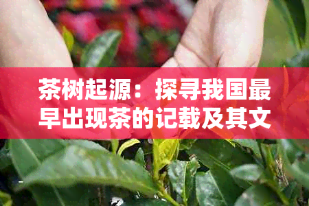 茶树起源：探寻我国最早出现茶的记载及其文化影响