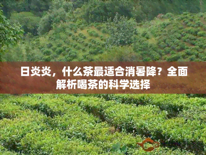 日炎炎，什么茶最适合消暑降？全面解析喝茶的科学选择