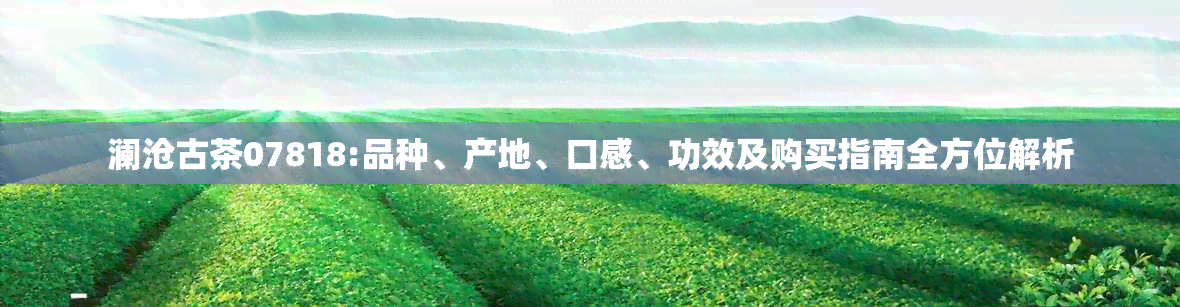 澜沧古茶07818:品种、产地、口感、功效及购买指南全方位解析