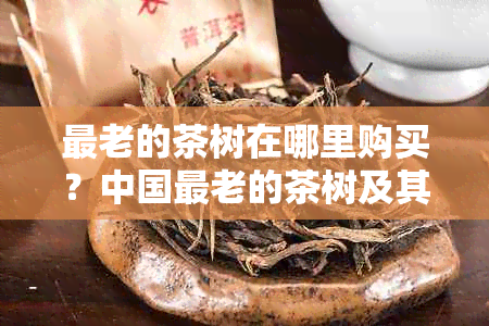 最老的茶树在哪里购买？中国最老的茶树及其树龄