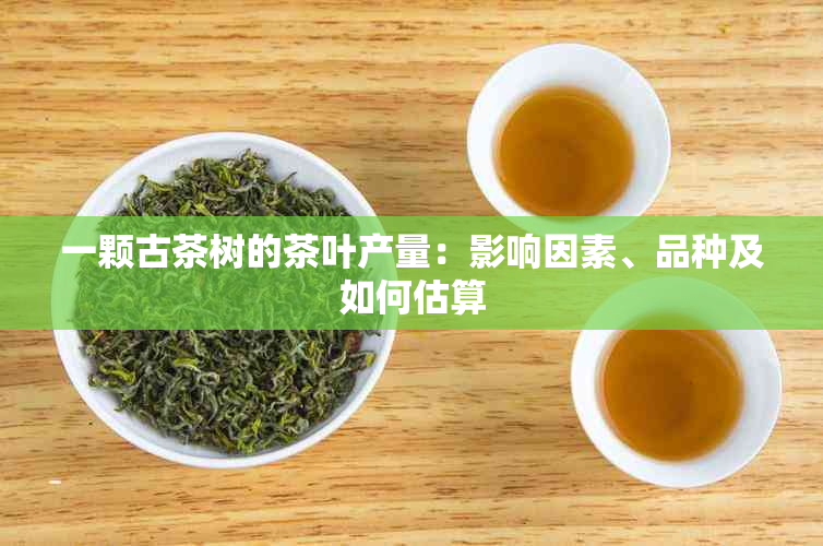 一颗古茶树的茶叶产量：影响因素、品种及如何估算