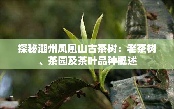 探秘潮州凤凰山古茶树：老茶树、茶园及茶叶品种概述