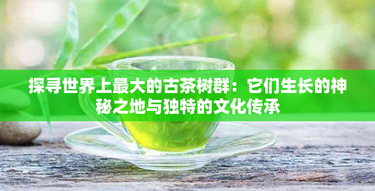 探寻世界上更大的古茶树群：它们生长的神秘之地与独特的文化传承