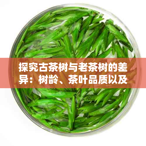 探究古茶树与老茶树的差异：树龄、茶叶品质以及独特的文化内涵