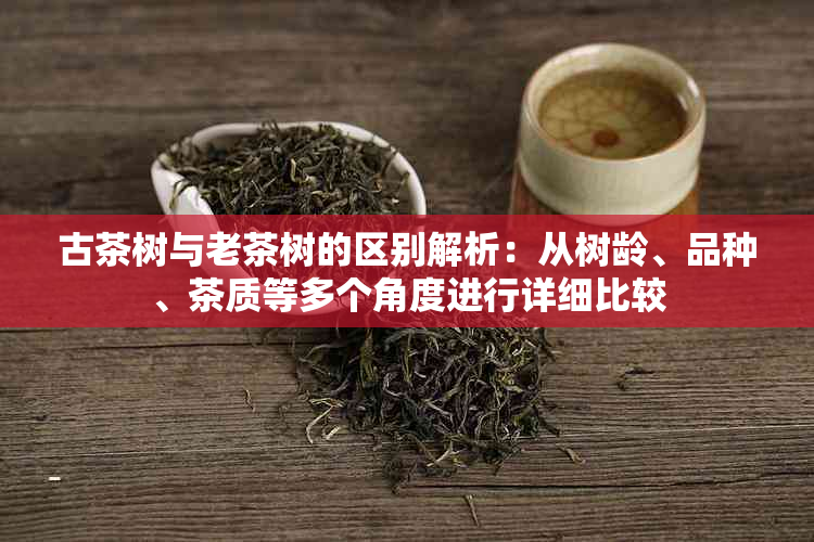 古茶树与老茶树的区别解析：从树龄、品种、茶质等多个角度进行详细比较