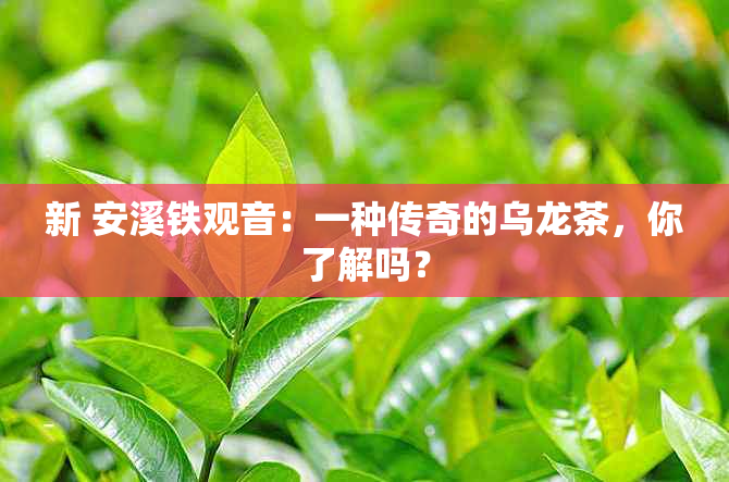 新 安溪铁观音：一种传奇的乌龙茶，你了解吗？